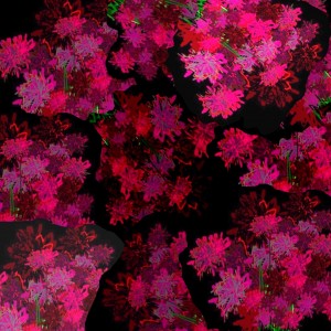 flores 04